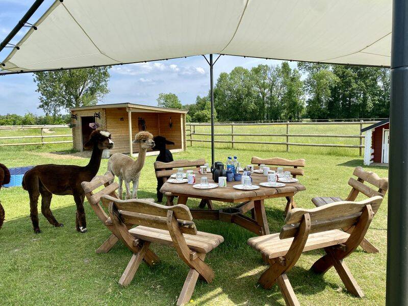 Alpaka-Picknick