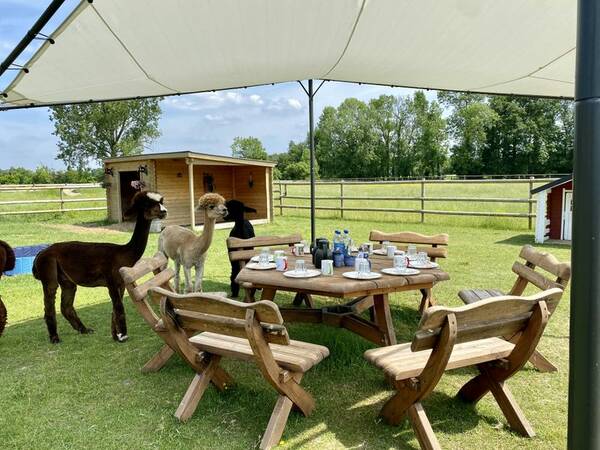 Alpaka-Picknick